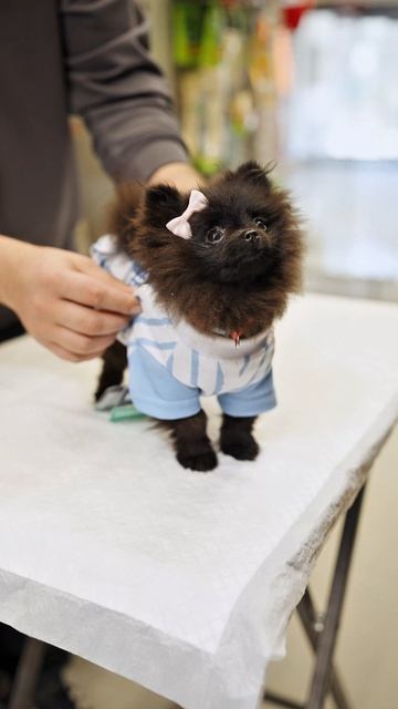 Наши специалисты сообщают о кайфуне, который настигает всех, кто посещает зоомагазины Четыре Лапы🧡