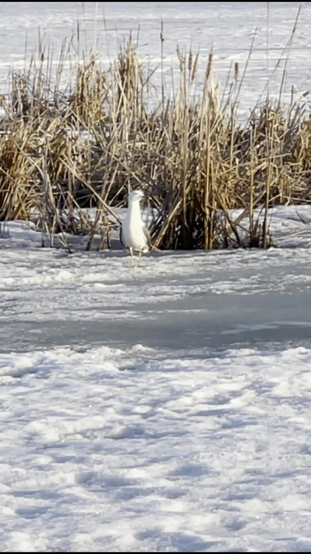 Последние деньки зимней рыбалки...
