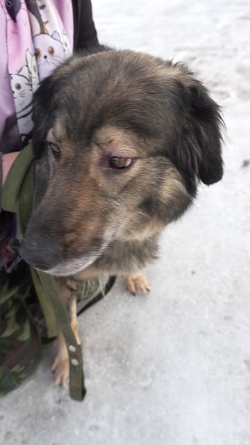 Найда ищет дом: спокойная красавица ждёт свою семью!