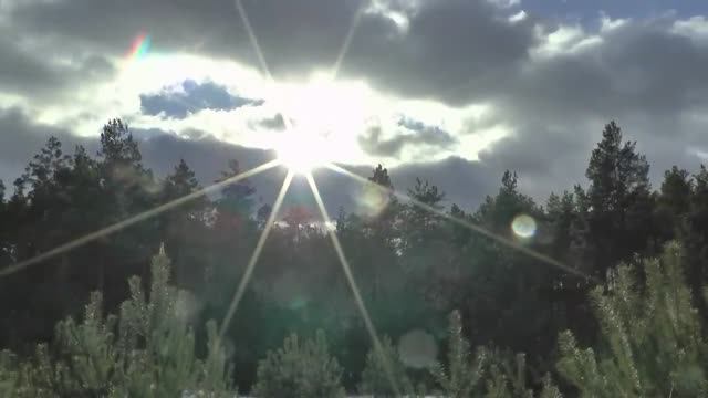 ОХОТА НА ЛИСУ, ЗАЙЦА