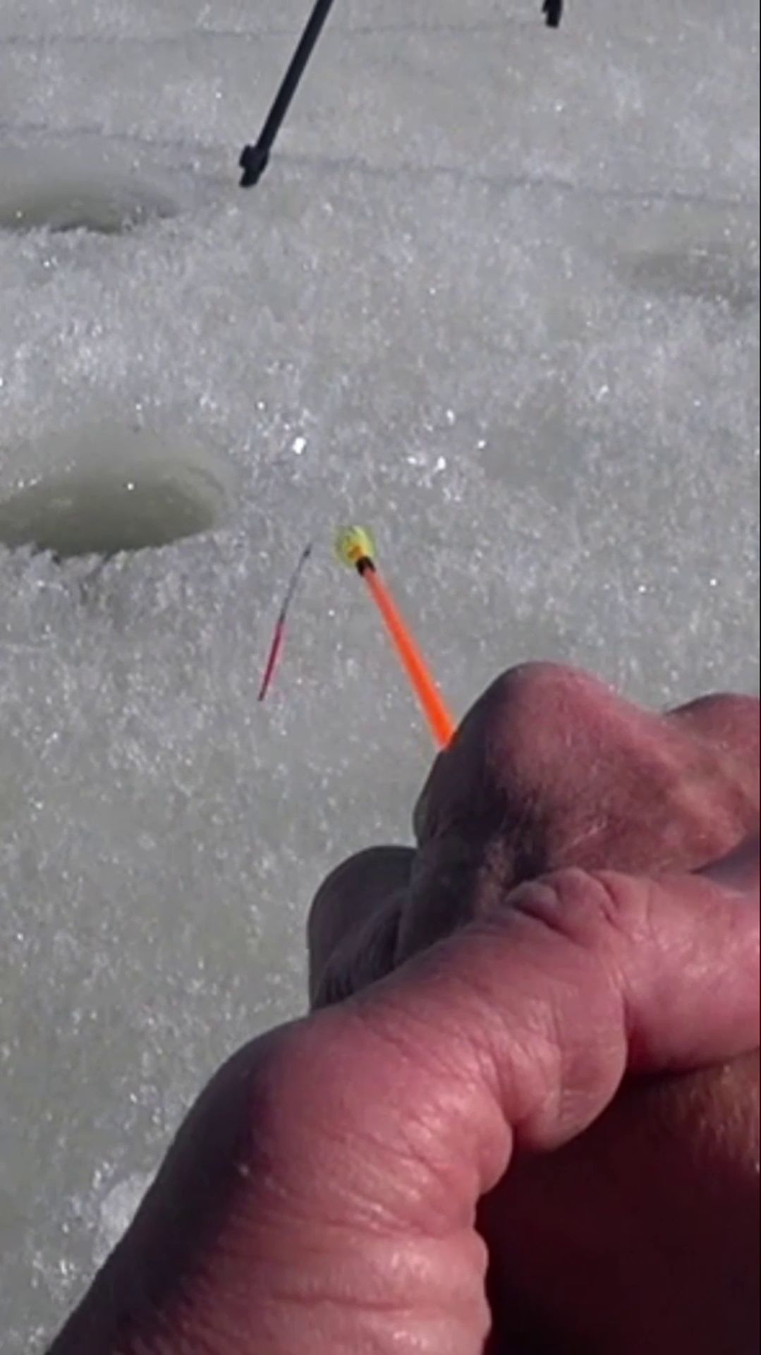 БЕШЕНАЯ ТРЯСУЧКА.