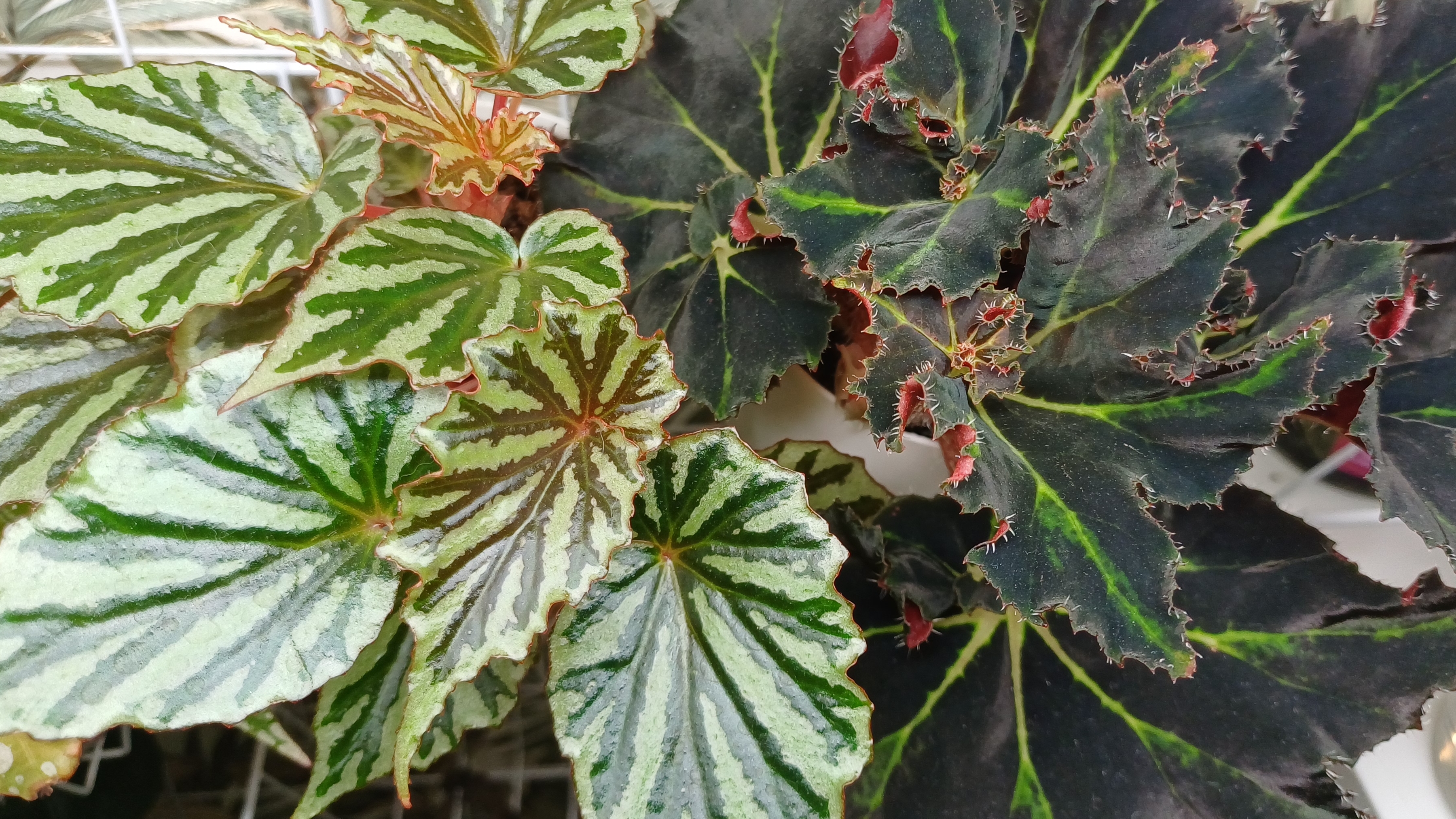 Комнатные растения🌿❤️ Дела цветочные☀️