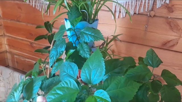 УЮТНЫЙ #ВЛОГ🏡ДОМАШНИЙ 31.03.2026/ДОСТАВКА🚚ИЗ ПЯТЁРОЧКИ/РАССАДА БЫТЬ ЛУЧШЕ #рек #обзор