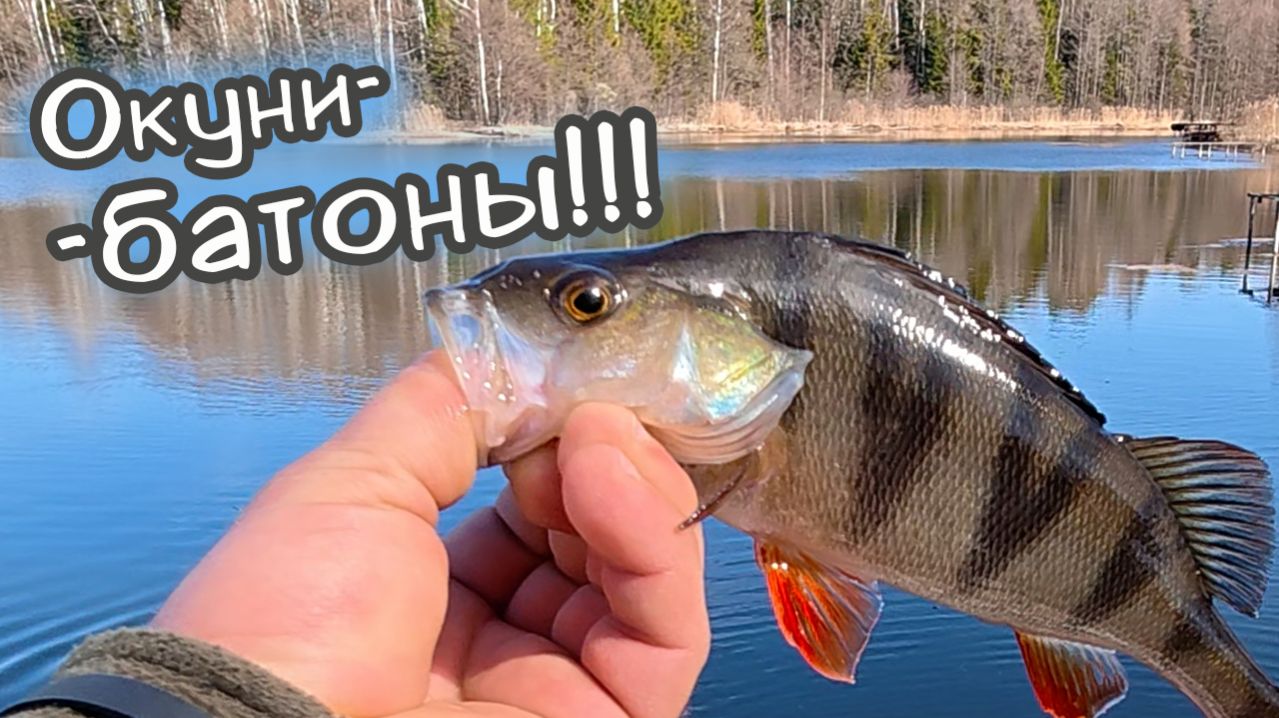 НАСТОЯЩИЙ КЛЁВ ОКУНЯ!!! ЛУЧШИЕ ПРИМАНКИ!!! Рыбалка с Ronin Rush SUPER TITANIUM 1.68 0-5гр.