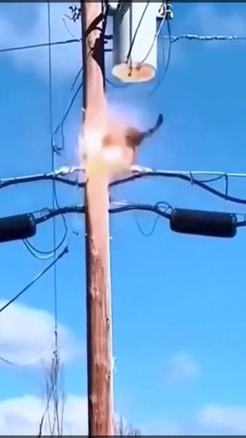 кот электрик ☠