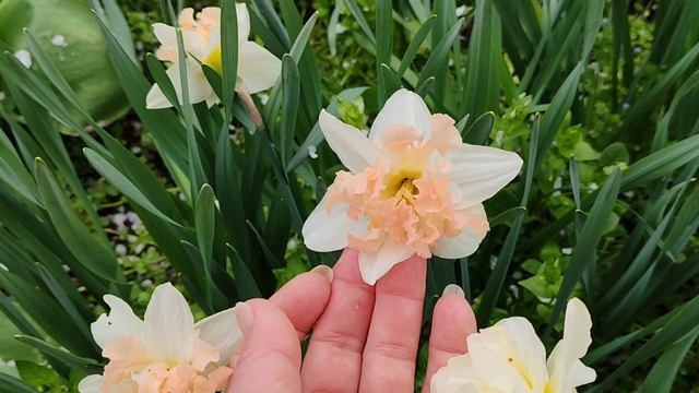 Весна на Ромашковой. Время цветения нарциссов. Краснодар, дача, 31.03.2026.