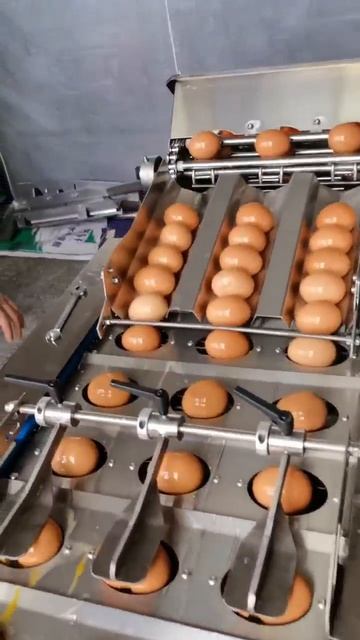 Haaschi Cake Machine (163) Egg Crack Machine