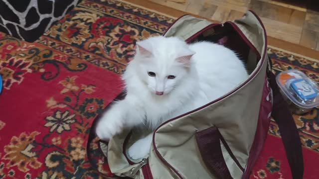 Масяня против отпуска: операция 