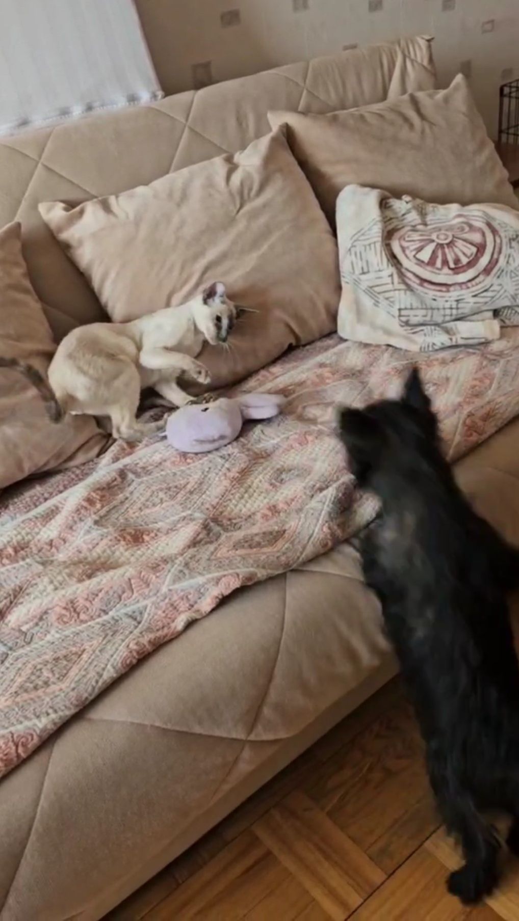 Мы Бобры-лучшая мебель для кошек