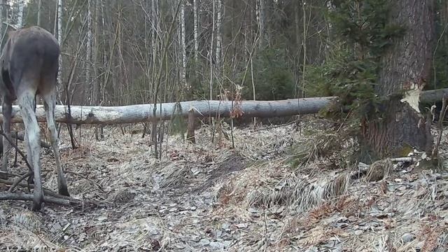 Фото ловушка видео