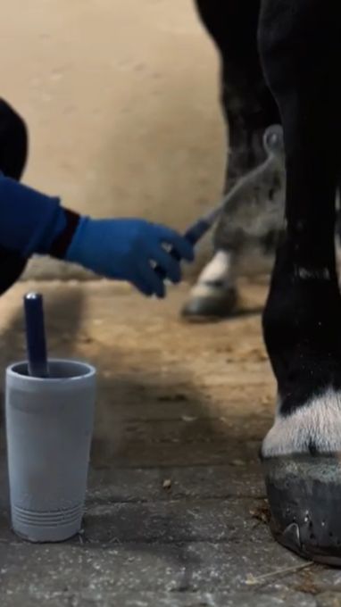 Крио-лечение отека конечности спортивной лошади. На 10-й день терапии холодом отек полностью сошел.