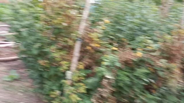 деревня 2024 г