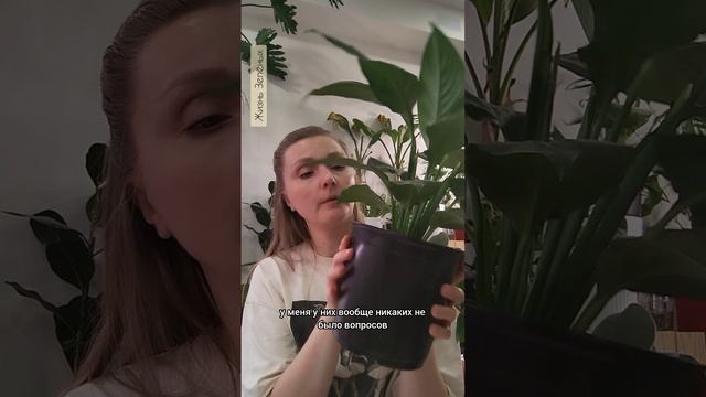 🪴 Про Спатифиллум Сенсация 

✅ особенности сорта, 
✅ уход, 
✅ наличие