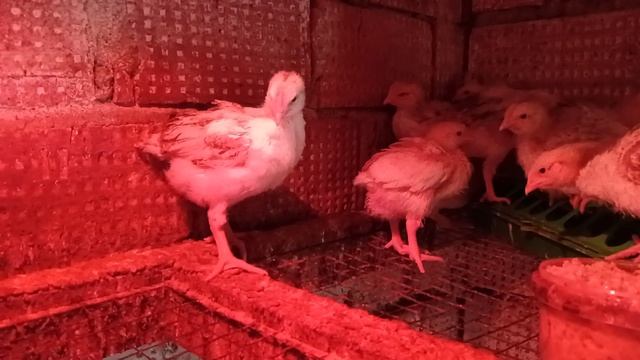 Всем доброго деревенского утра!