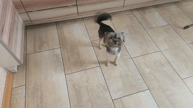 ЙОРКШИРСКИЙ ТЕРЬЕР БОНЯ (ПРОСИМ  ВКУСНЯШКУ) 31-03-2026