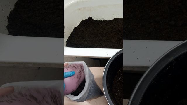 САЖАЕМ ВЕШЕНКУ НА ПИЛЛЕТАХ