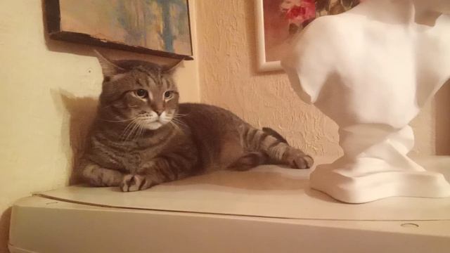 Напугали кота.