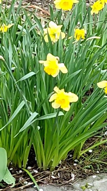 InShot_20260330_130449988 ВЕСНА