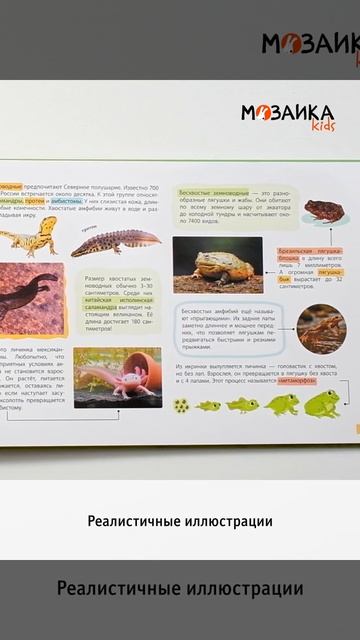 Рентгенорама Набор