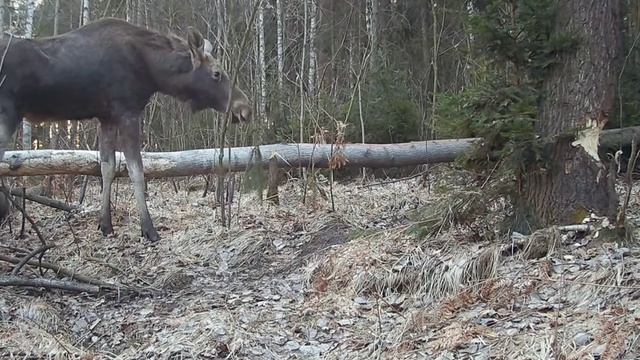 Лось фото ловушка