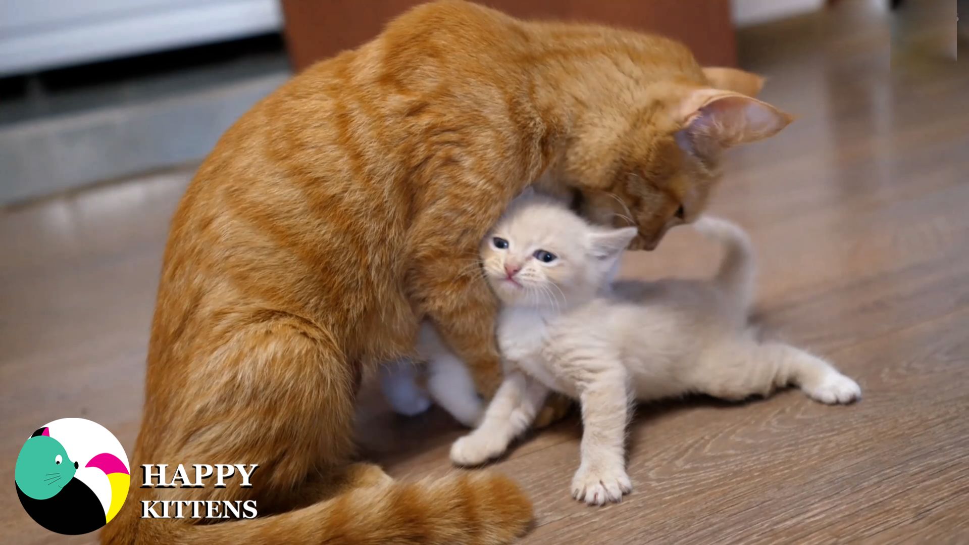 Мама-кошка покормила котят после игры.