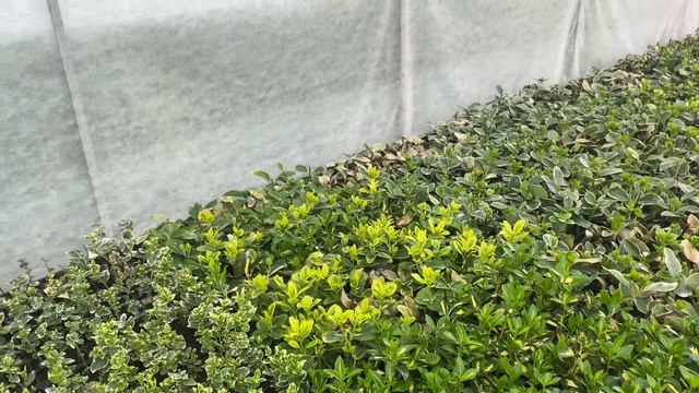 Обзор теплицы с бересклетами. Скоро будут продажи)