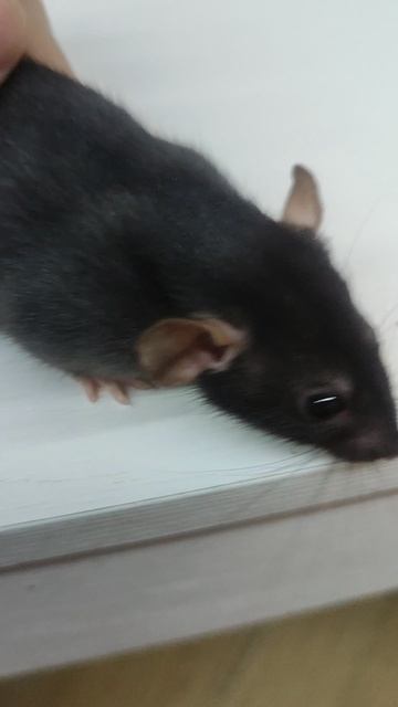 крыса тод именем Смерть