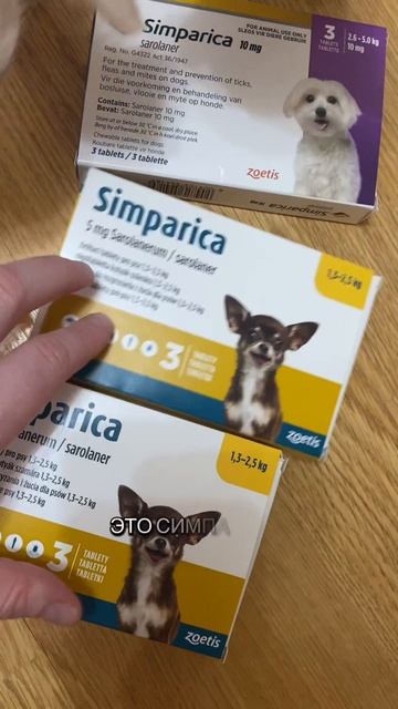 Обработка чихуахуа от клещей!