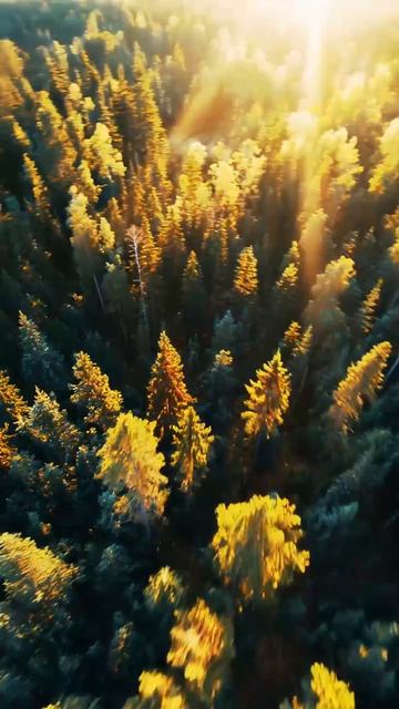 Котовасия №170: Вот такая она  - Россия!