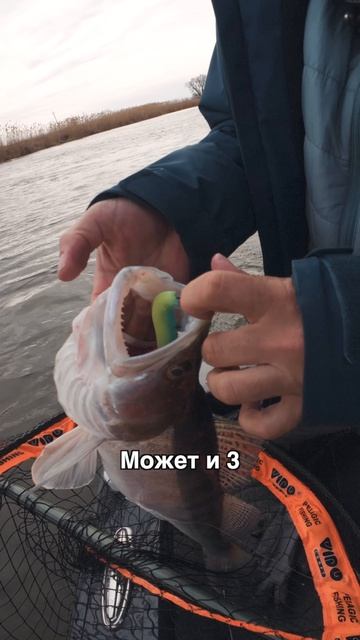 Судак, который смог! Смог навести суету в лодке!😅