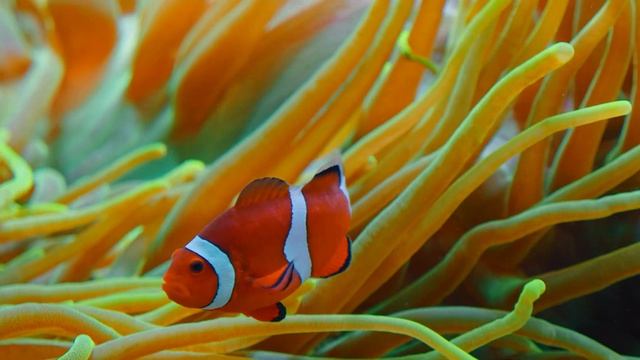 Жизнь в океане: Большой барьерный риф