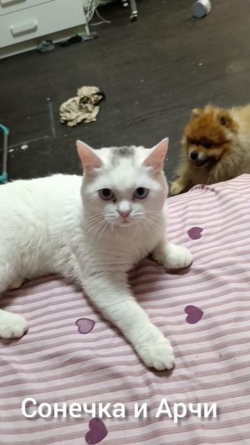 кошка Сонька и собака Арчи
