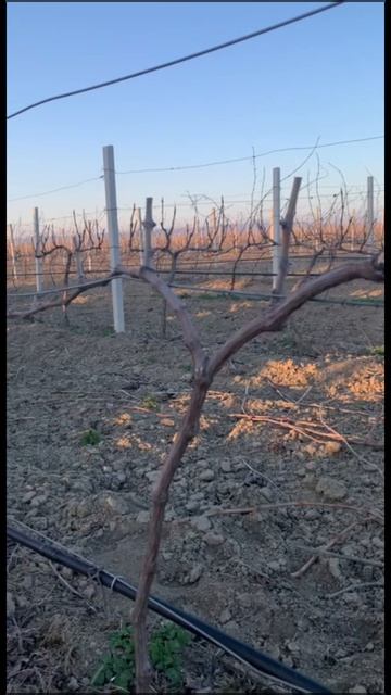 Короткая обрезка на сучки: тренд или универсальное решение?