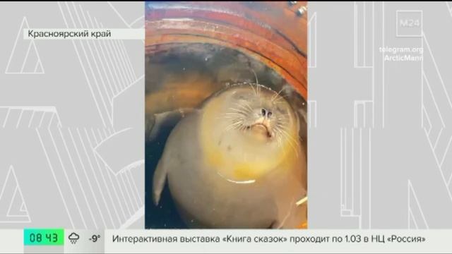 Нерпа 28 января на м24