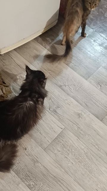 Козлят благополучно доставили. Очень давольны все, ну все все показывать их там булут, а у нас котик