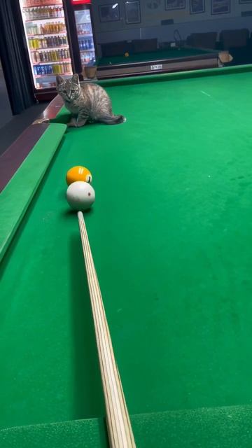 Видео от Кот Пикассо Патиссон