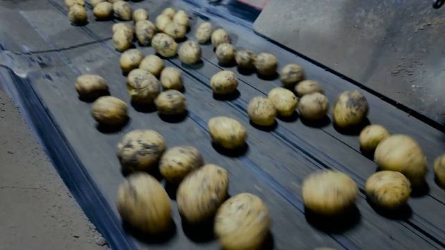 Международный картофельный тур 2026