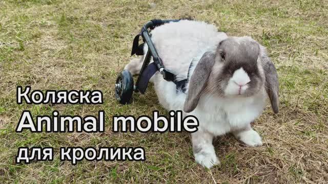 Коляска для кролика