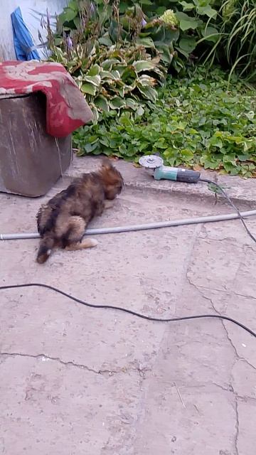 Моя сабака у бабушки (кстати на 200 подпищиков я спалю лицо)