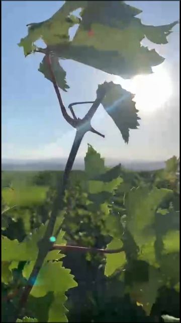 Управление размером грозди в период цветения