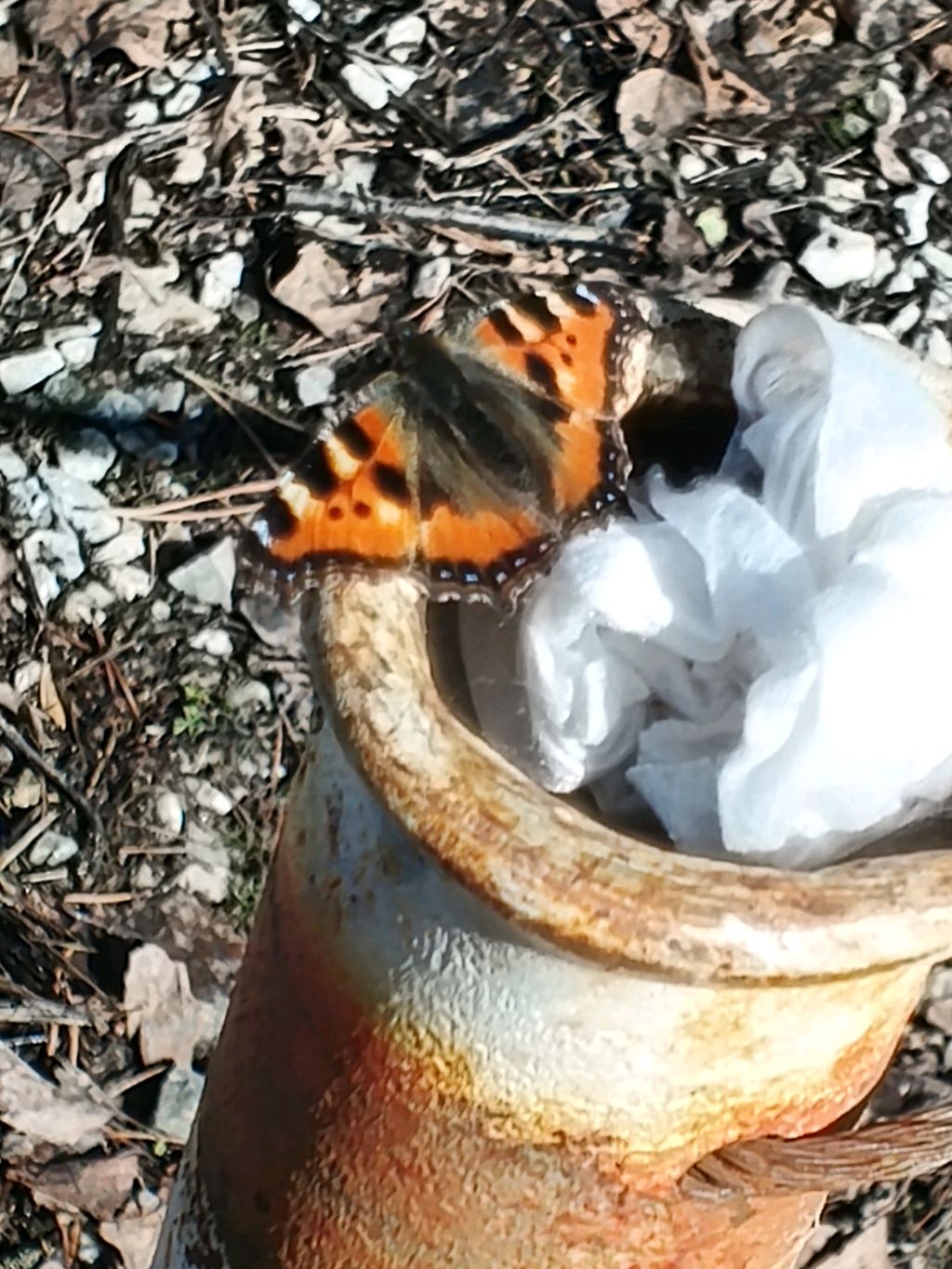 Kaтаюсь на сккйте