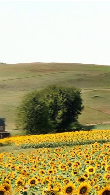 Солнечные цветы на фоне деревни #подсолнухи #природа #деревня