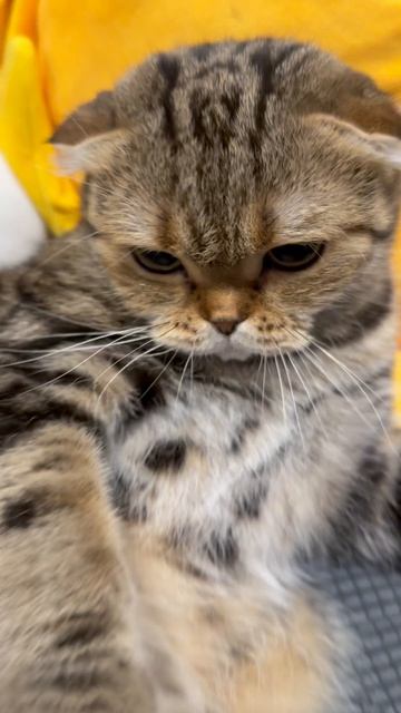 Злая шотландская кошка 😺