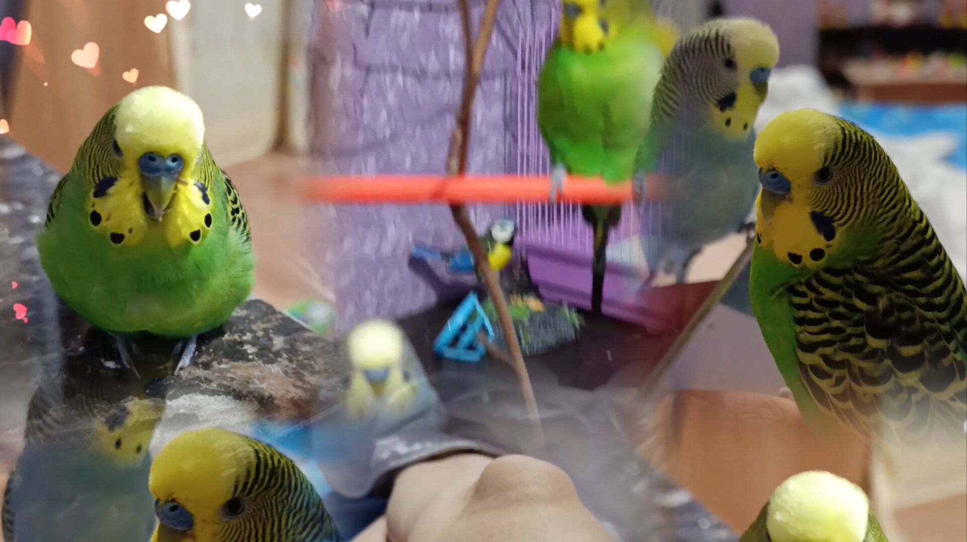 Забавные Птичкины красавчики попугайчики Кеша Тиша