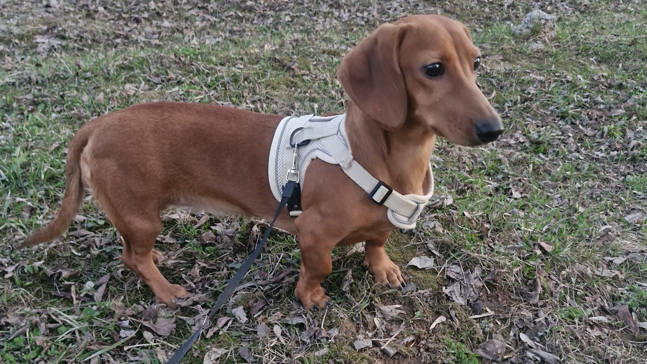 Веста на прогулке