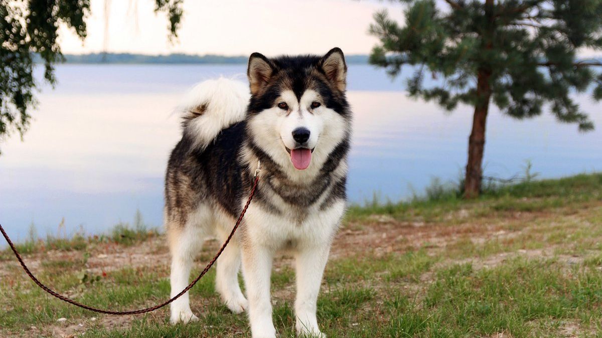 ЗАСКИ СОБАКА КОТОРАЯ ПОБЕЖАЛА НА РЕЧКУ