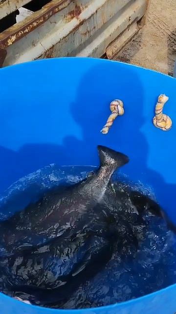 завозфорели01.04.mp4