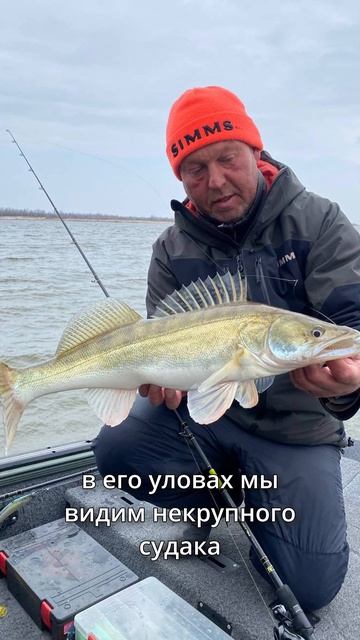 ❓Чем сейчас заняты PALовцы?🤔 #teammida