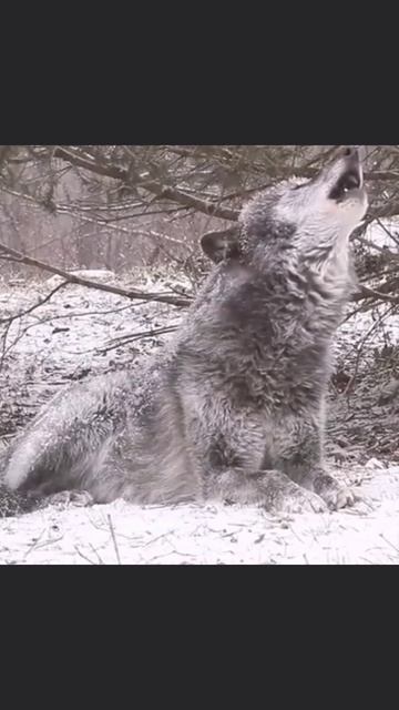 волк, ну что за красавец

#волк #снег #вой #природа #животные #собака #красавец #топ #рек