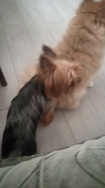 бЯ́ (собаку привезли бежевую на 3 дня